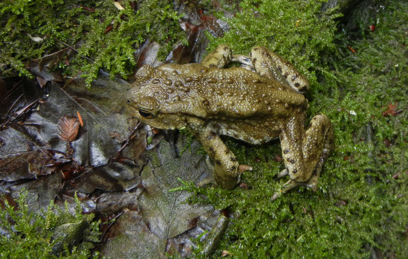 giovane di......Bufo bufo