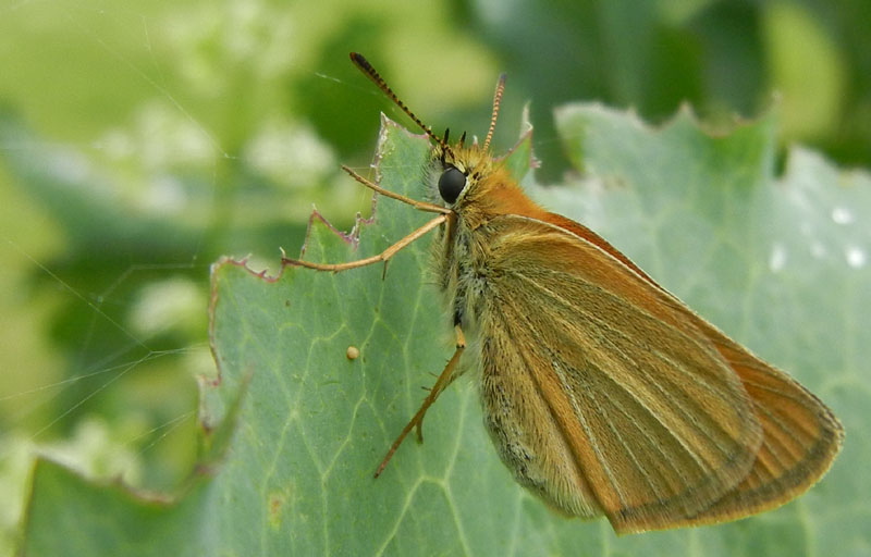 Thymelicus sylvestris - Hesperiidae....dal Trentino