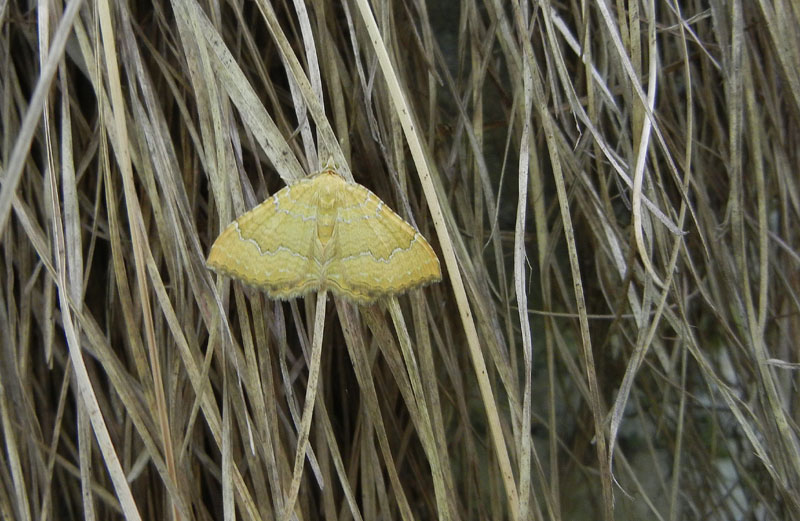 Camptogramma bilineata - Geometridae.......dal Trentino