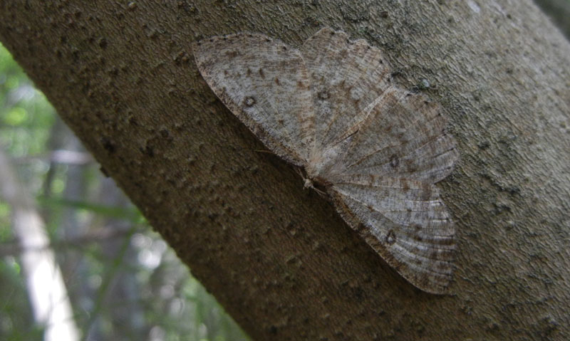 Charissa sp. - Geometridae.......dal Trentino