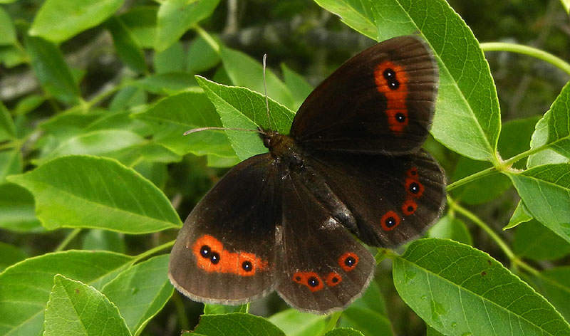 Erebia aethiops - Nymphalidae Satyrinae.........dal Trentino