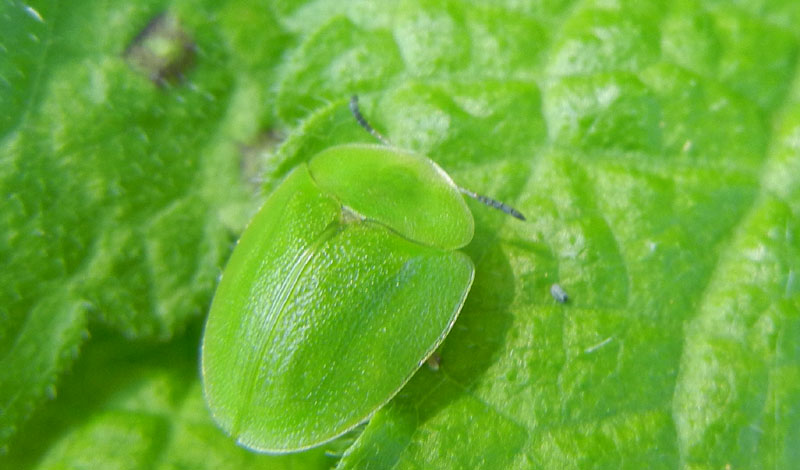 non mi ricordo.......:larva di Cassida sp.