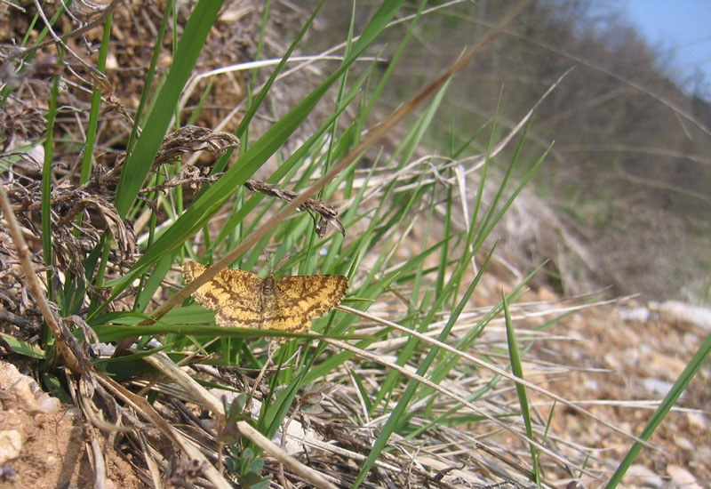 Ematurga atomaria (m.) Geometridae...dal Trentino