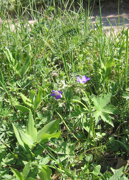 Geranium sylvaticum.....dal Trentino