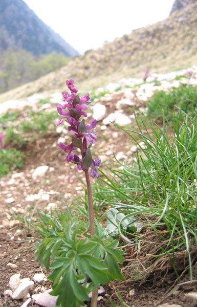 Corydalis cava