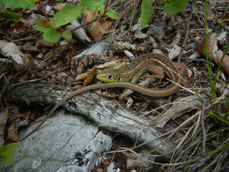 Lacerta bilineata