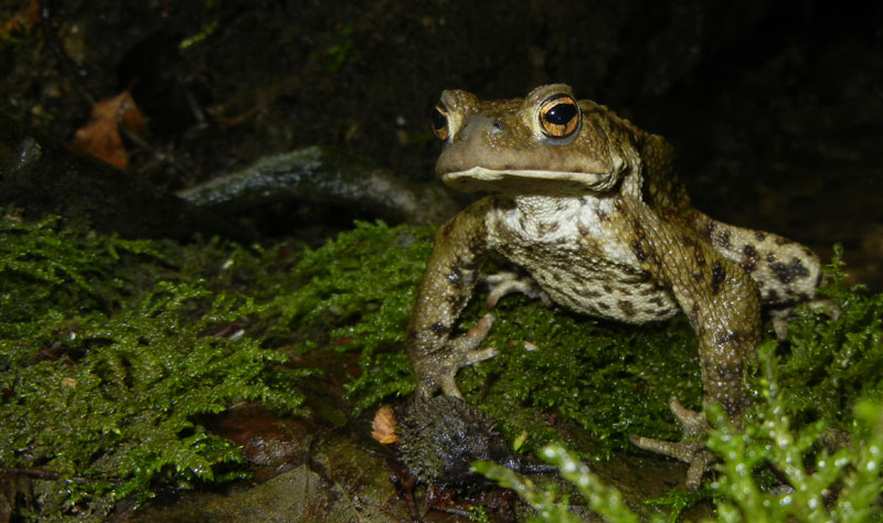 giovane di......Bufo bufo