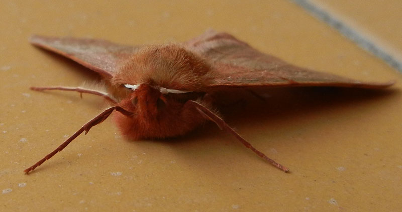 Colotois pennaria - Geometridae....dal Trentino