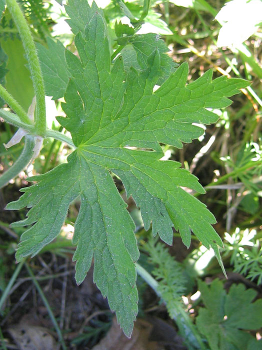 Geranium sylvaticum.....dal Trentino