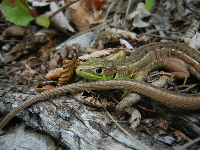 Lacerta bilineata