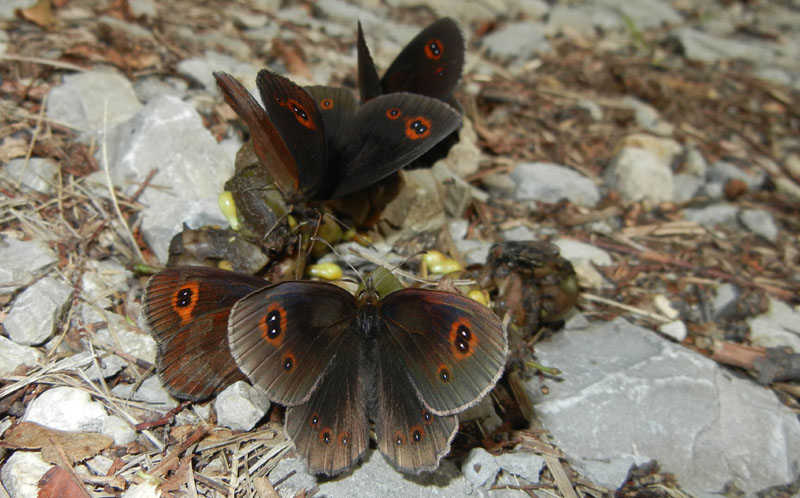 Erebia aethiops - Nymphalidae Satyrinae....dal Trentino