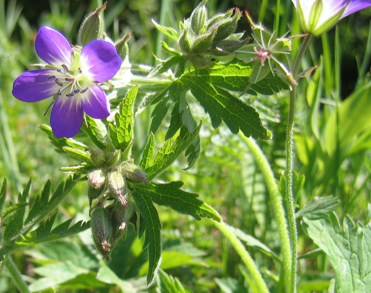 Geranium sylvaticum.....dal Trentino