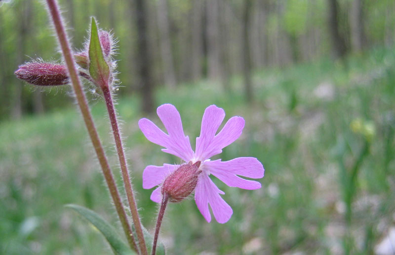 Silene dioica