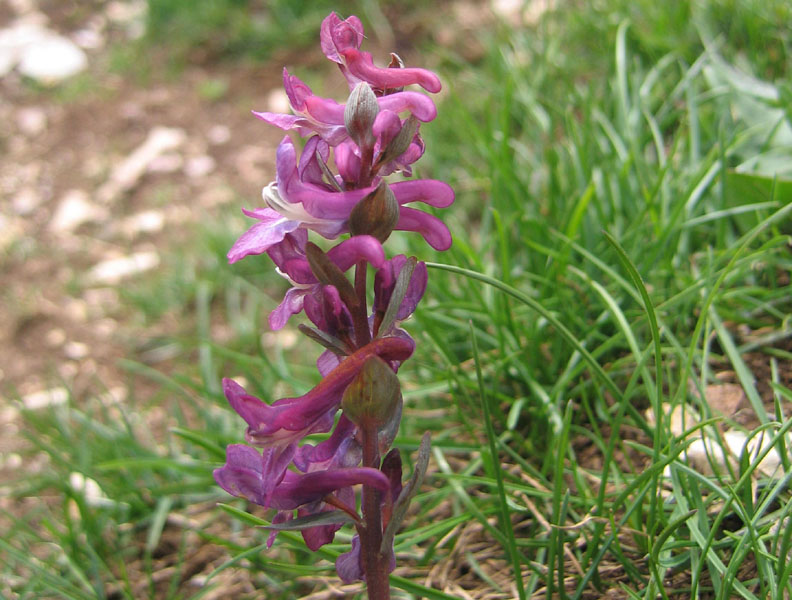 Corydalis cava