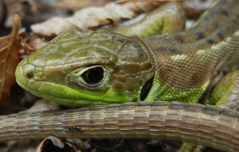 Lacerta bilineata