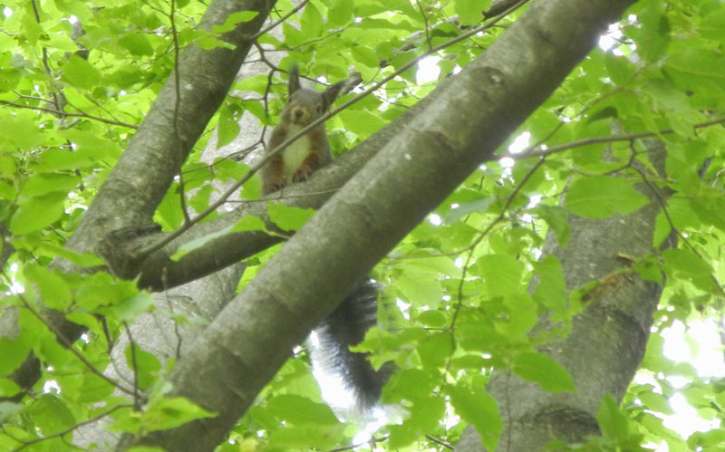 abbastanza mimetico.....?     (Sciurus vulgaris - Aldeno TN)