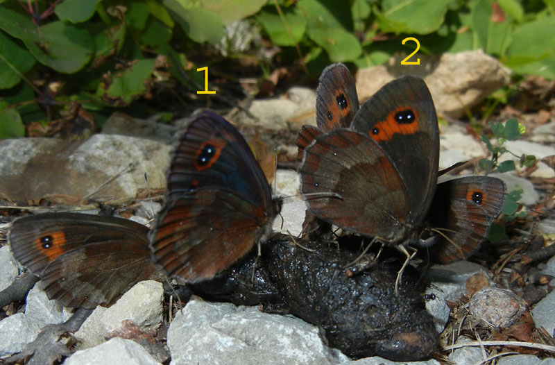 Erebia aethiops - Nymphalidae Satyrinae....dal Trentino