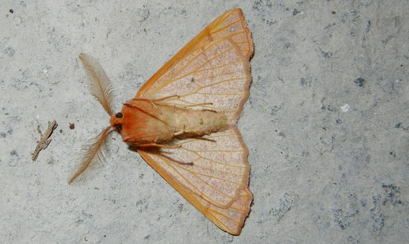 Colotois pennaria - Geometridae....dal Trentino