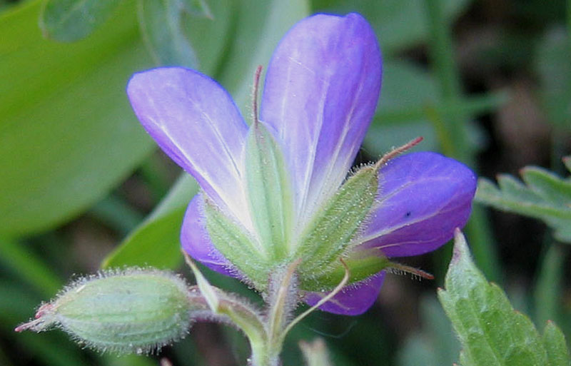 Geranium sylvaticum.....dal Trentino