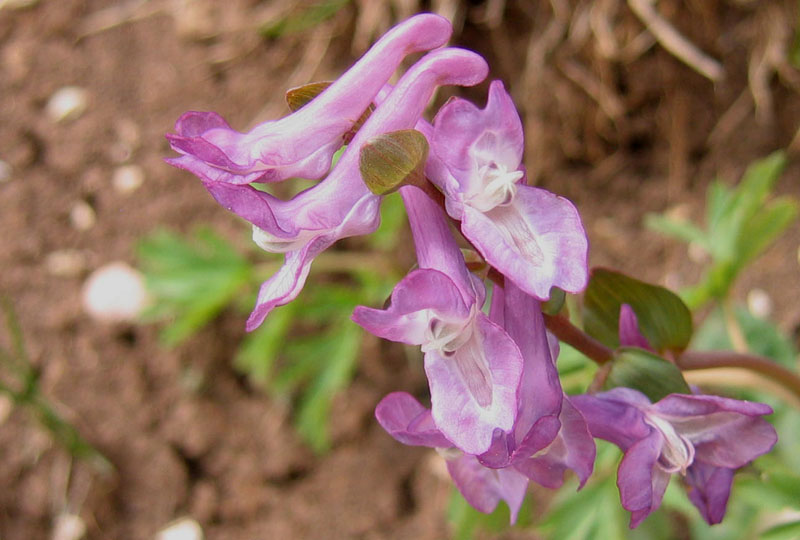 Corydalis cava