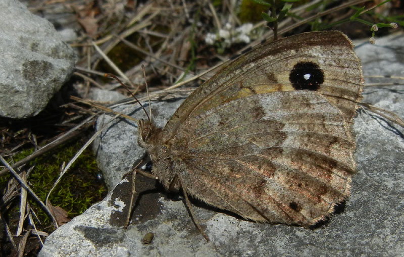 Satyrus ferula (f.) Nymphalidae Satyrinae......dal Trentino