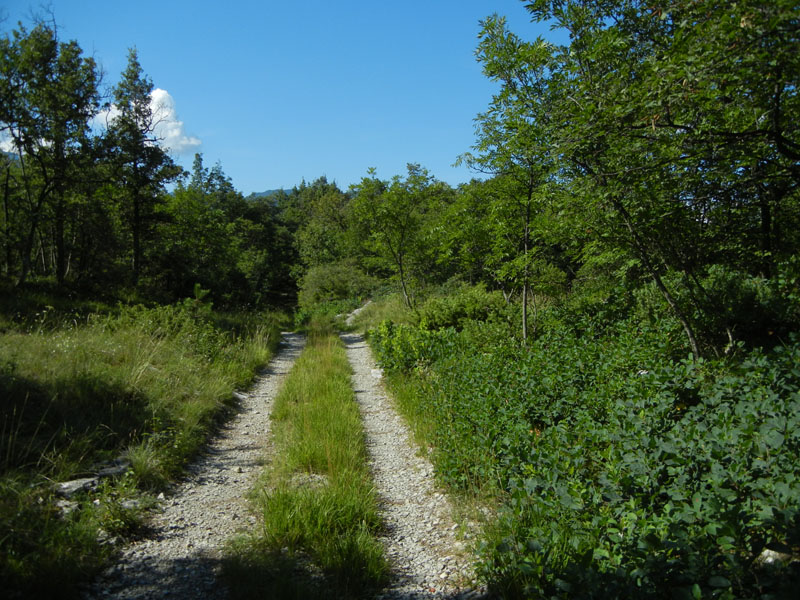 Satyrus ferula (f.) Nymphalidae Satyrinae......dal Trentino