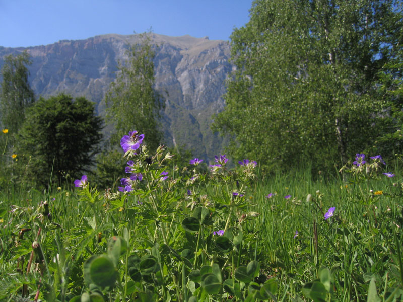 Geranium sylvaticum.....dal Trentino