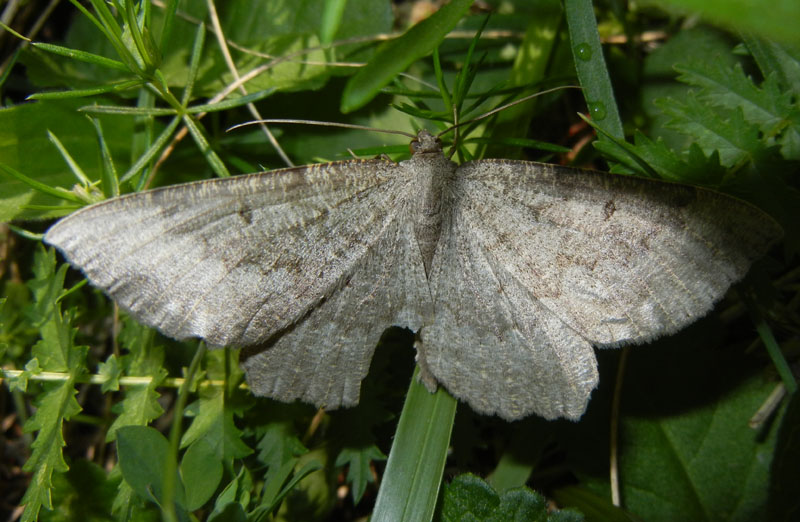 Gnophos furvata - Geometridae....dal Trentino