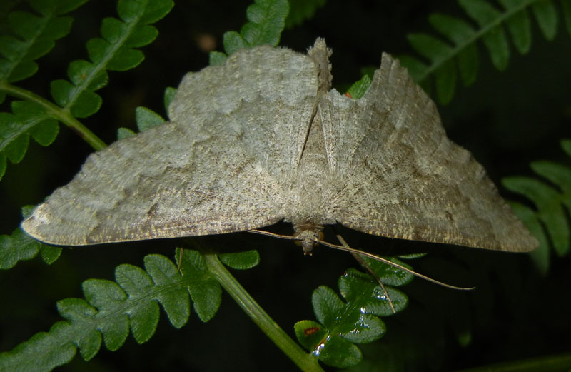 Gnophos furvata - Geometridae....dal Trentino