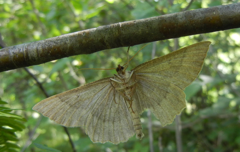 Gnophos furvata - Geometridae....dal Trentino