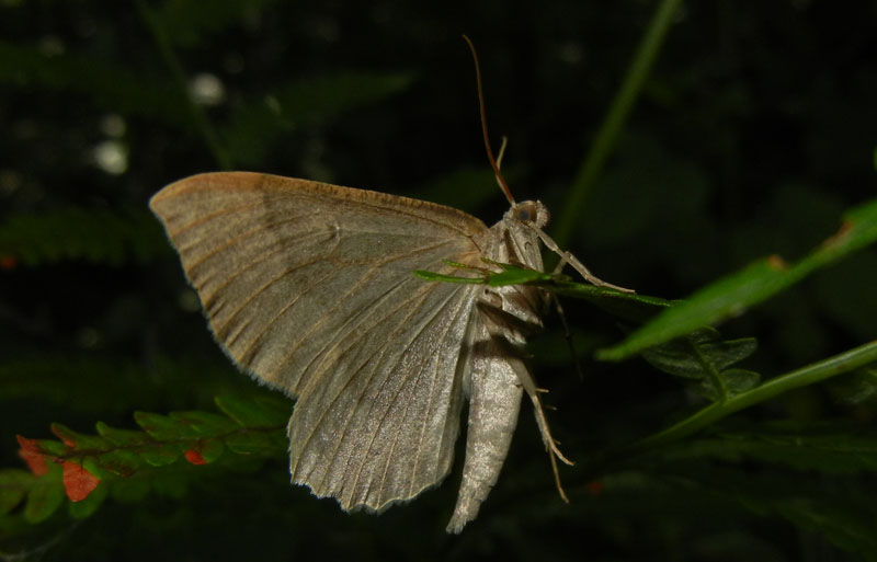 Gnophos furvata - Geometridae....dal Trentino