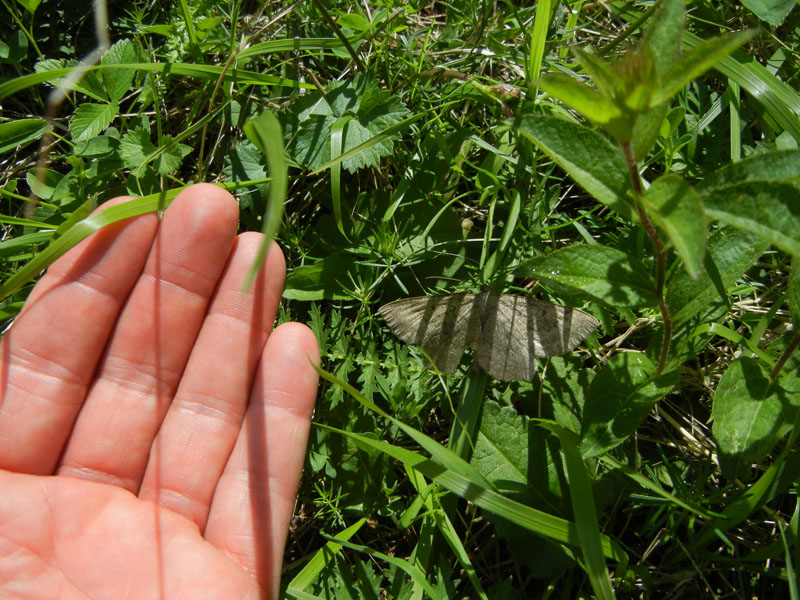 Gnophos furvata - Geometridae....dal Trentino