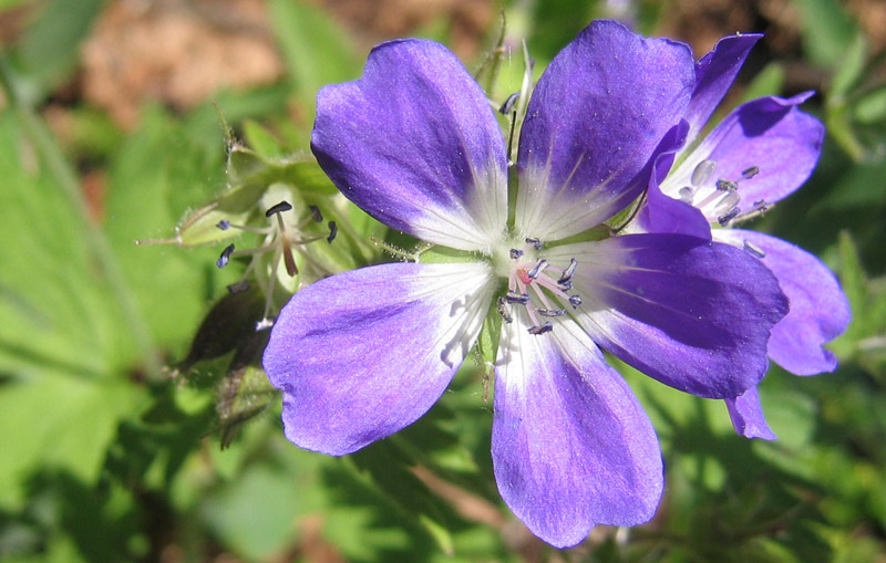 Geranium sylvaticum.....dal Trentino