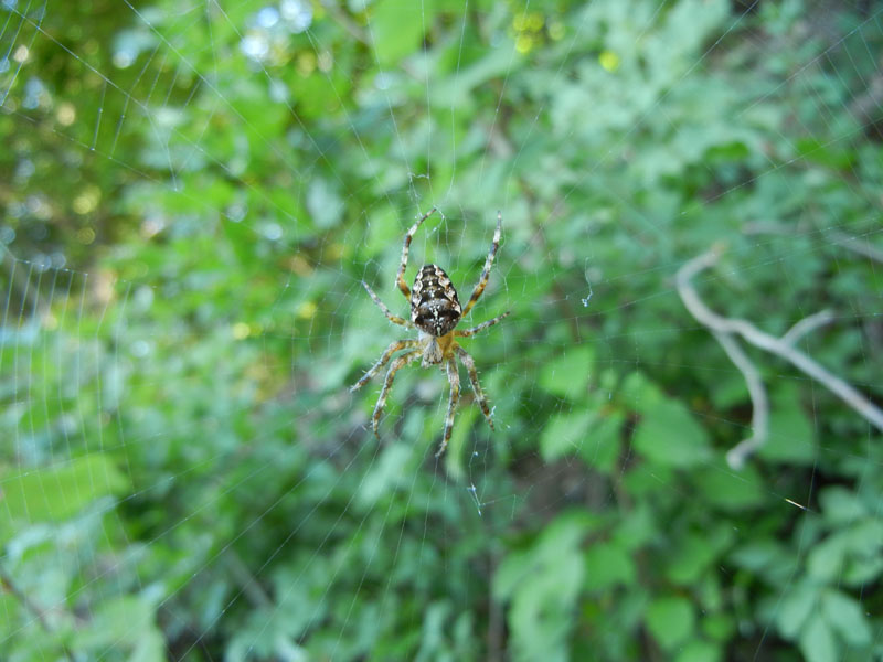 Araneus diadematus