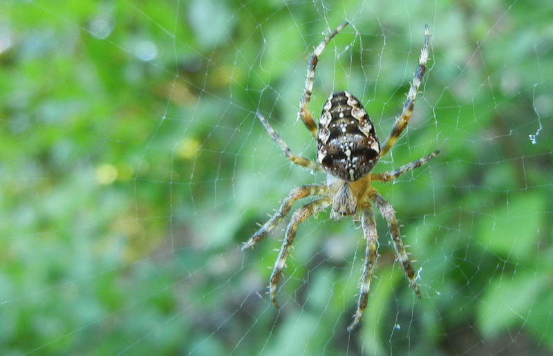 Araneus diadematus