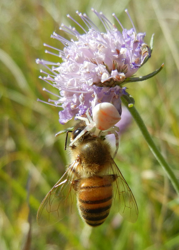 Thomisus onustus