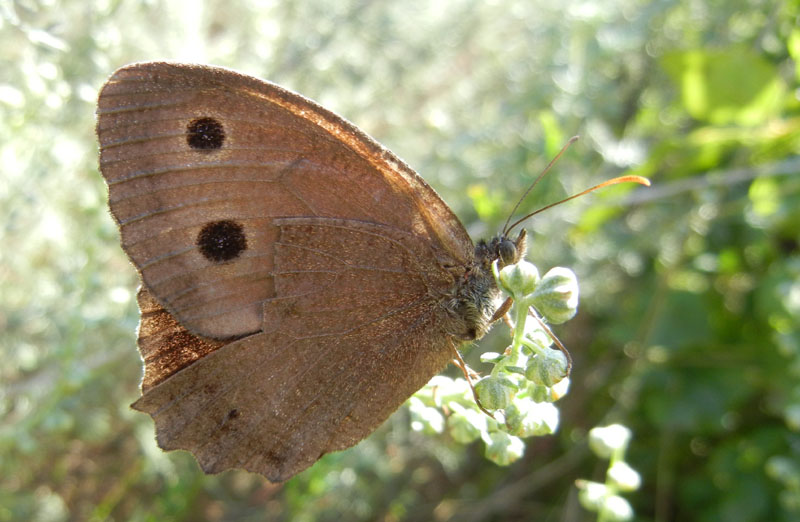 Minois dryas - Nymphalidae Satyrinae........dal Trentino