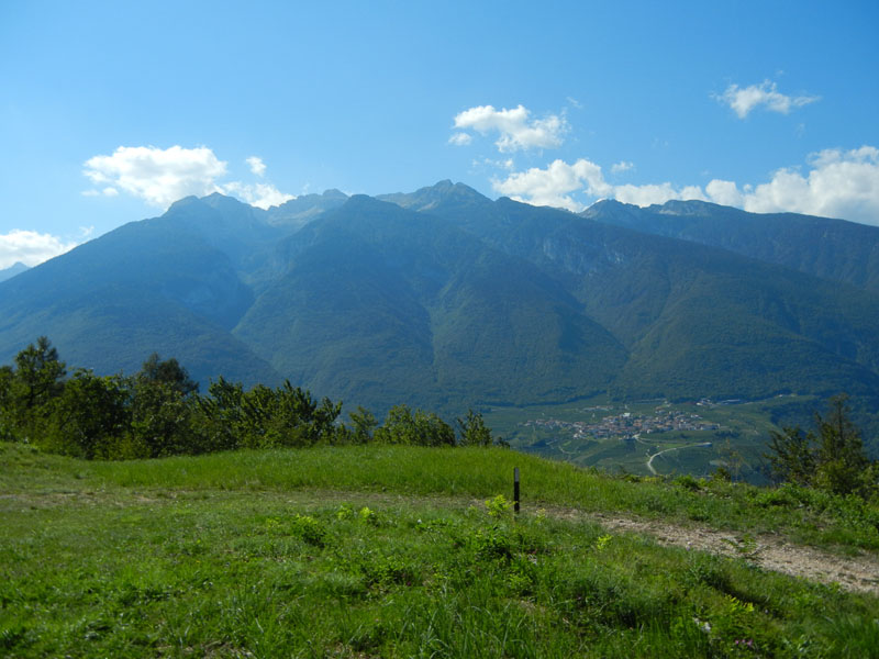 Minois dryas - Nymphalidae Satyrinae........dal Trentino