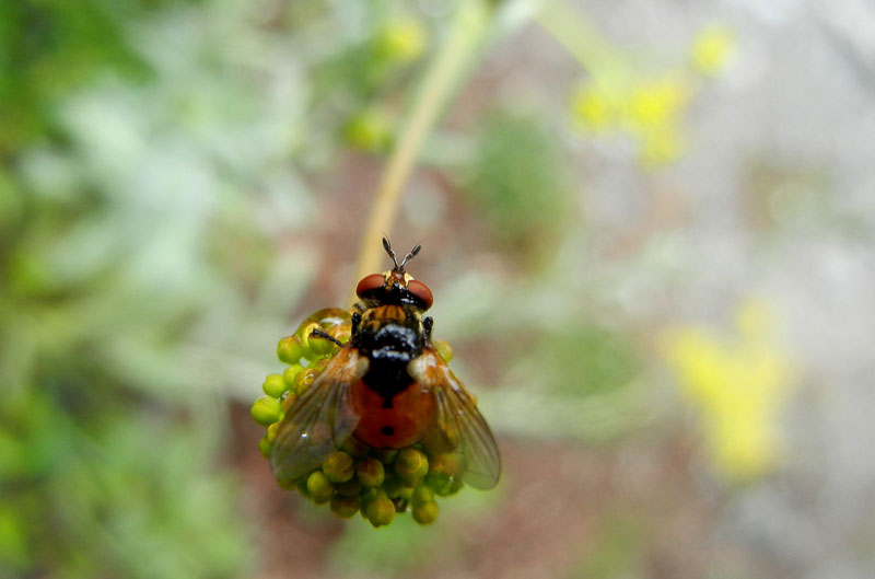 Gymnosoma sp. (forse rungsi)