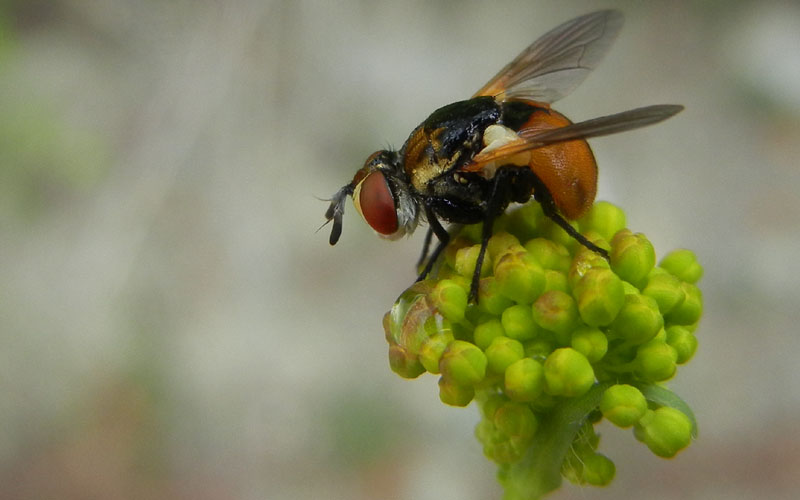 Gymnosoma sp. (forse rungsi)