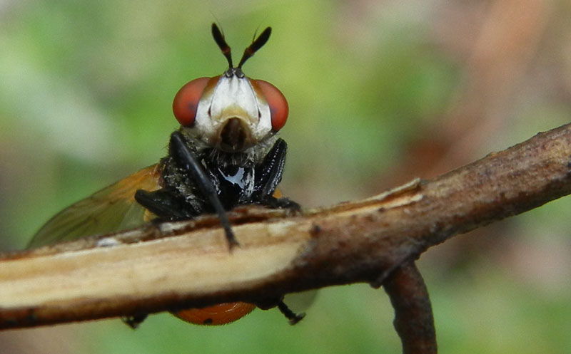 Gymnosoma sp. (forse rungsi)