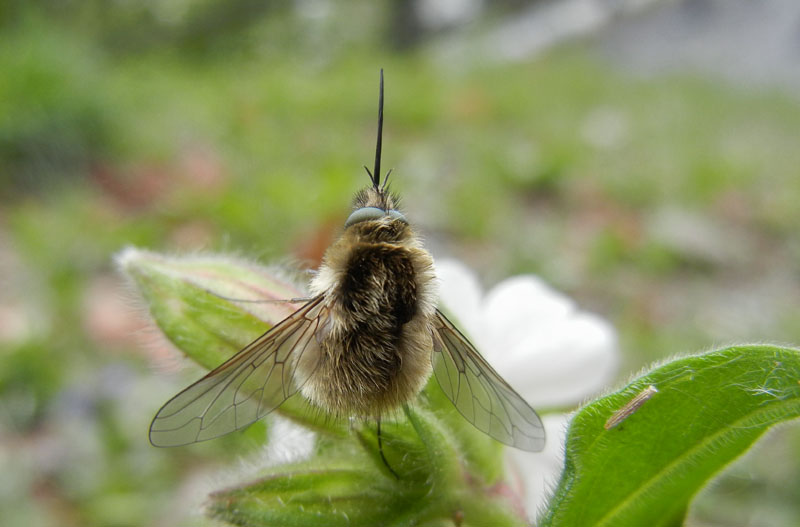 Bombyliidae.......