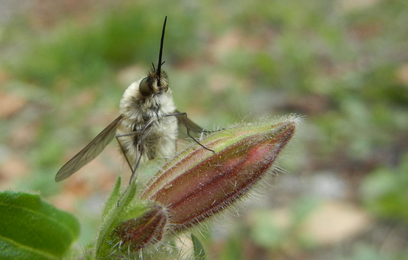 Bombyliidae.......