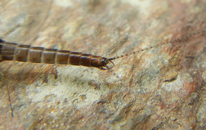 maschio di Baetis rhodani - Quart (AO)