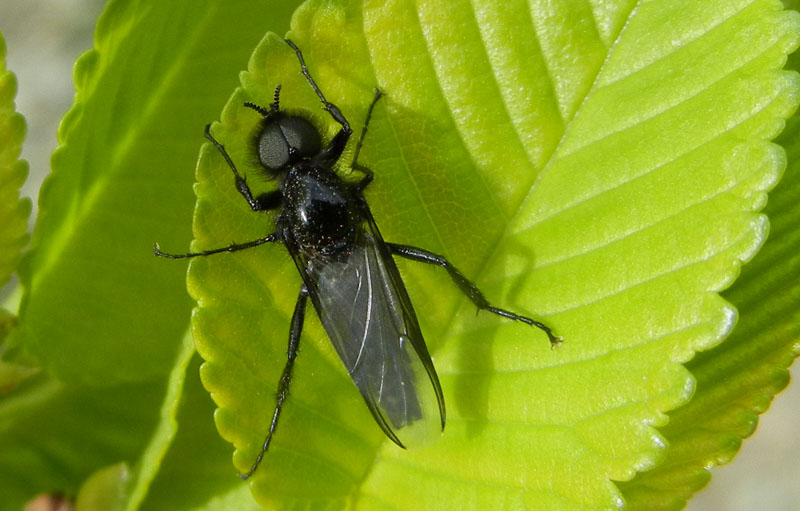 maschio di Bibio sp.