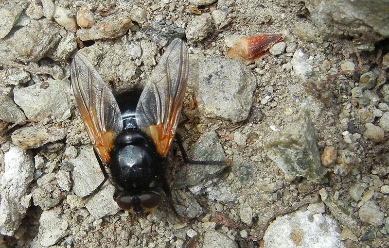 Femmina di Mesembrina meridiana (Muscidae)