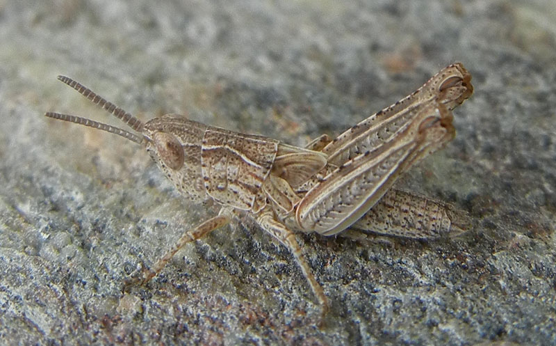 Ninfa di Acrididae