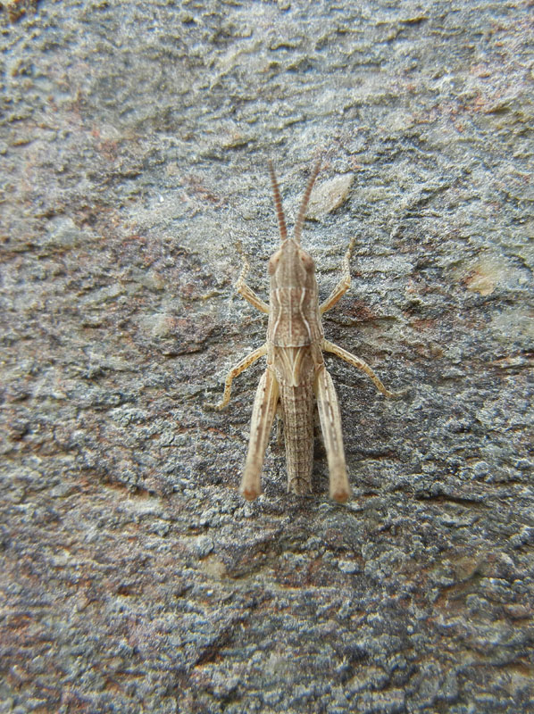 Ninfa di Acrididae