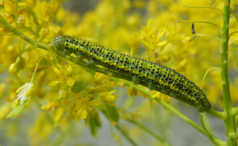 bruco: Euchloe simplonia - Pieridae...dalla Valle d''Aosta