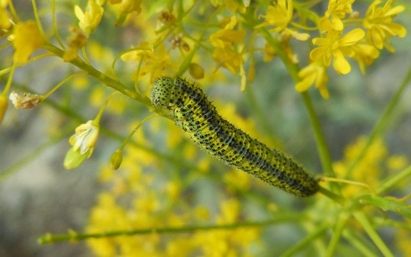 bruco: Euchloe simplonia - Pieridae...dalla Valle d''Aosta